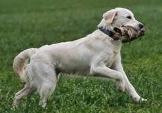 Alphonse from Sunshine Valley-Golden Retriever 2