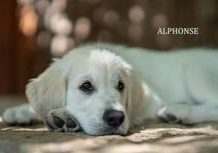 Alphonse from Sunshine Valley-Golden Retriever