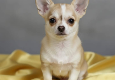 Alva von den Kleinen Gremlins- Chihuahua