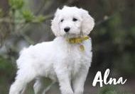 Alwa vom Weidenhof-Goldendoodle