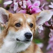 Amansi Amulett-Welsh Corgi Pembroke