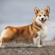 Amansi Devil's Advocate-Welsh Corgi Pembroke