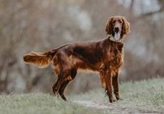 Amberly Rose of the maroon fellows-Irish Red Setter