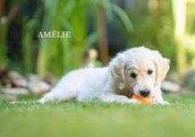 Amelie from Sunshine Valley-Golden Retriever