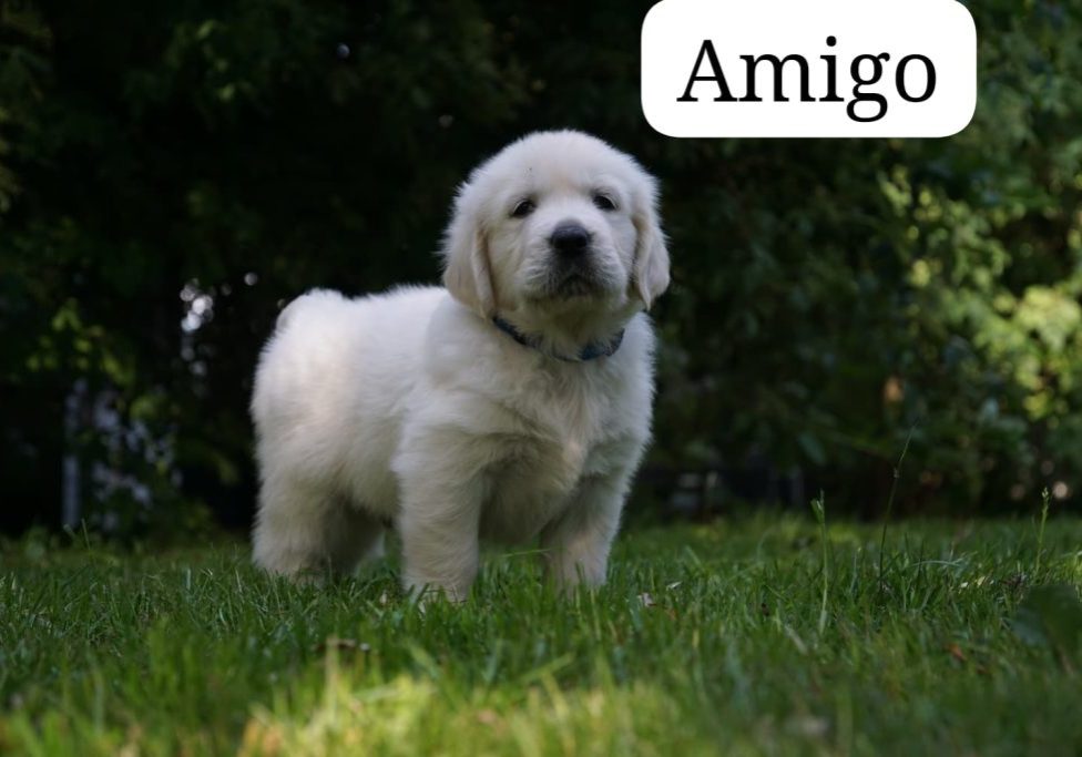 Amigo vom Weidenhof-Golden Retriever