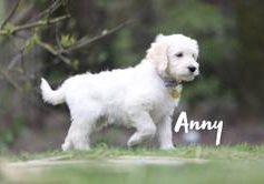 Anny vom Weidenhof-Goldendoodle