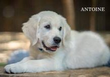 Antoine from Sunshine Valley-Golden Retriever