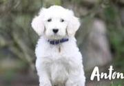 Anton vom Weidenho-Goldendoodle