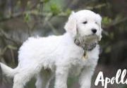 Apollo vom Weidenhof-Goldendoodle