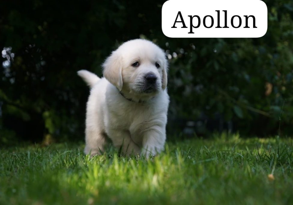 Apollon vom Weidenhof-Golden Retriever