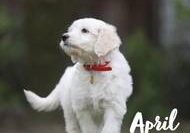 April vom Weidenhof-Goldendoodle