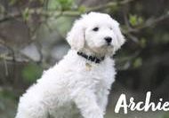 Archi vom Weidenhof-Goldendoodle