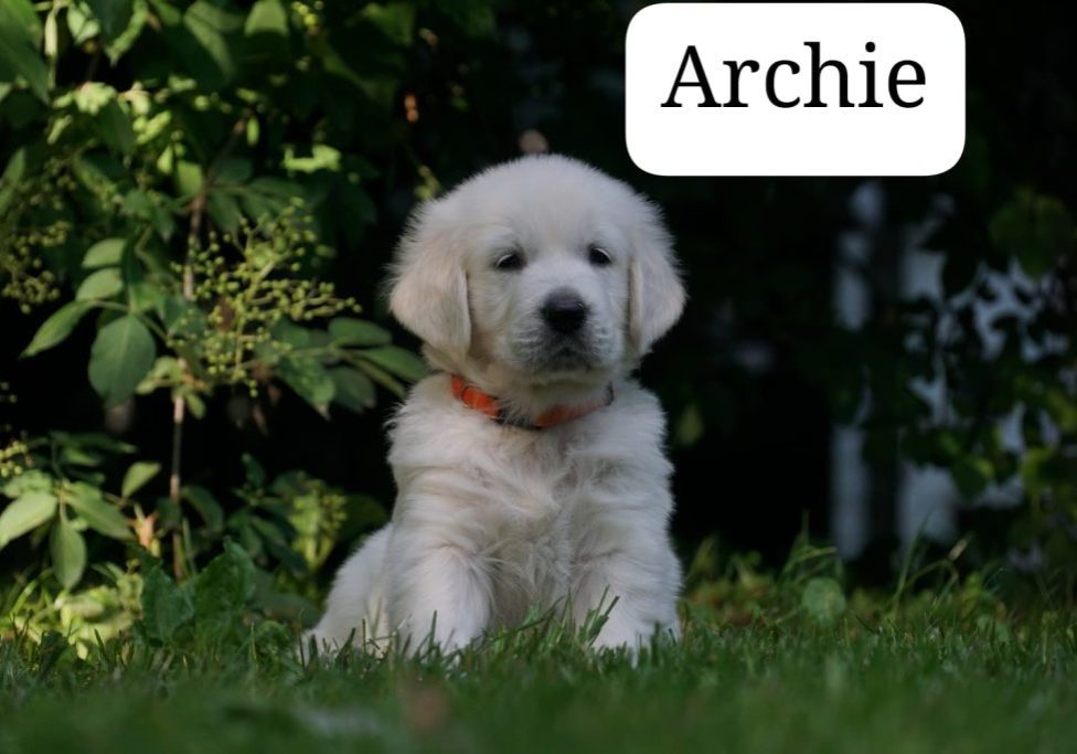 Archie vom Weidenhof-Golden Retriever
