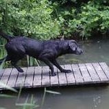 Ares Wittelsbache-Labrador Retriever