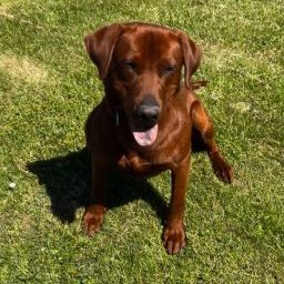 Arno von der Mittelmühle- Labrador Retriever