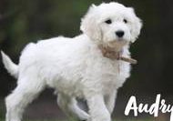 Audny vom Weidenhof-Goldendoodle