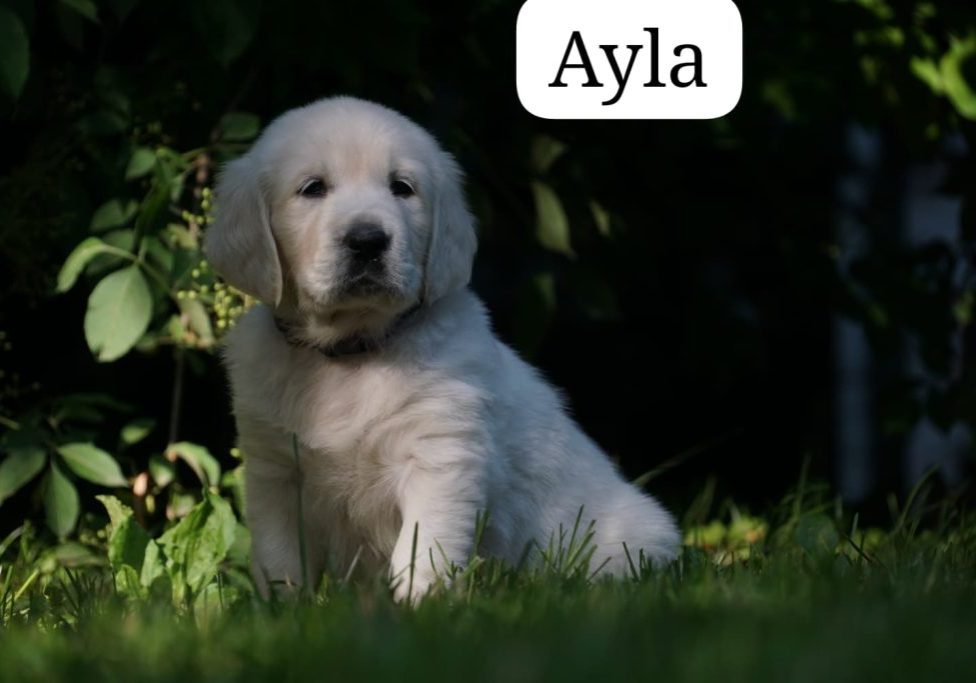 Ayla vom Weidenhof-Golden Retriever