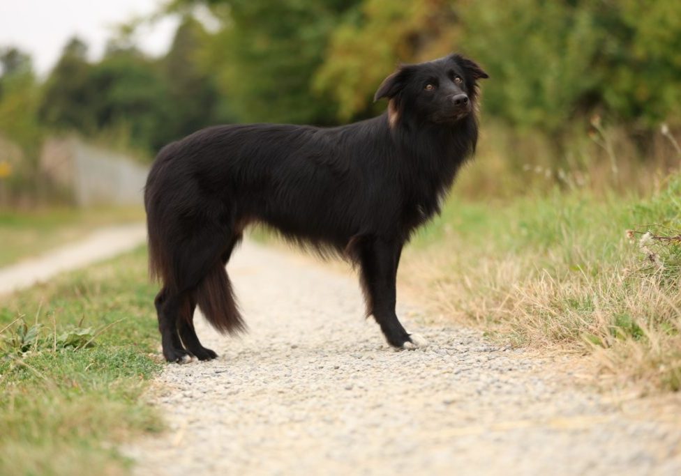 BEAT with Joy and Happiness- Border Collie