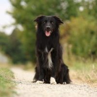 BEAT with Joy and Happiness-Border Collie