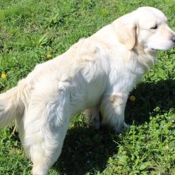 BOHEMIUM OF ZAPOROZHYE-Golden Retriever