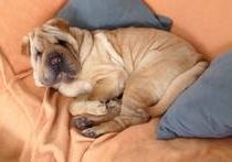 Baby Cinderella vom Hannis Dream Dogs-Shar Pei