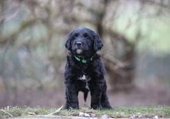 Balley vom Weidenhof-Goldendoodle