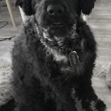 Bandaraneyko of okinava gastello-Portugisischer Wasserhund