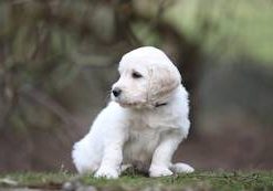 Barney vom Weidenhof-Goldendoodle