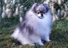 Baron Performan of Pandy Sharm-Pomeranian Zwergspitz