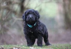 Ben vom Weidenhof-Goldendoodle