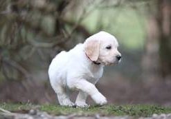 Berry vom Weidenhof-Goldendoodle