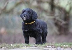 Birko vom Weidenhof-Goldendoodle