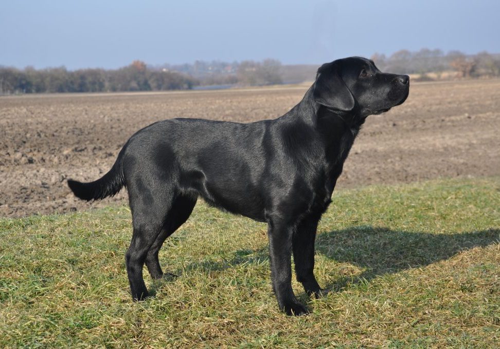 Blue Floria vom Hortensiengarten- Labrador Retriever