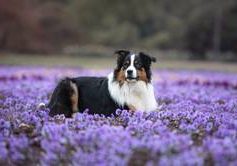 Blue von der Seidenpfotenbande-Australien Sheperd