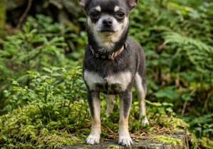 Bodo vom kleinen Arbersee-Chihuahua