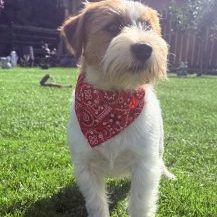 Bolly Dan Volstan's Line- Jack Russell Terrier