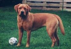 Bounty of Moonlight Diamonds-Labrador Retriever