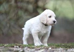 Bowie vom Weidenhof-Goldendoodle