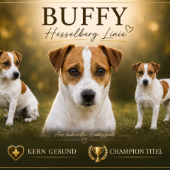 Buffy-Jack Russell Terrier