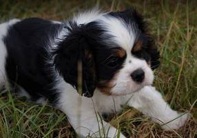 CKC Spaniel Golden Star's