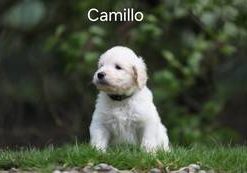 Camillo vom Weidenhof-Goldendoodle