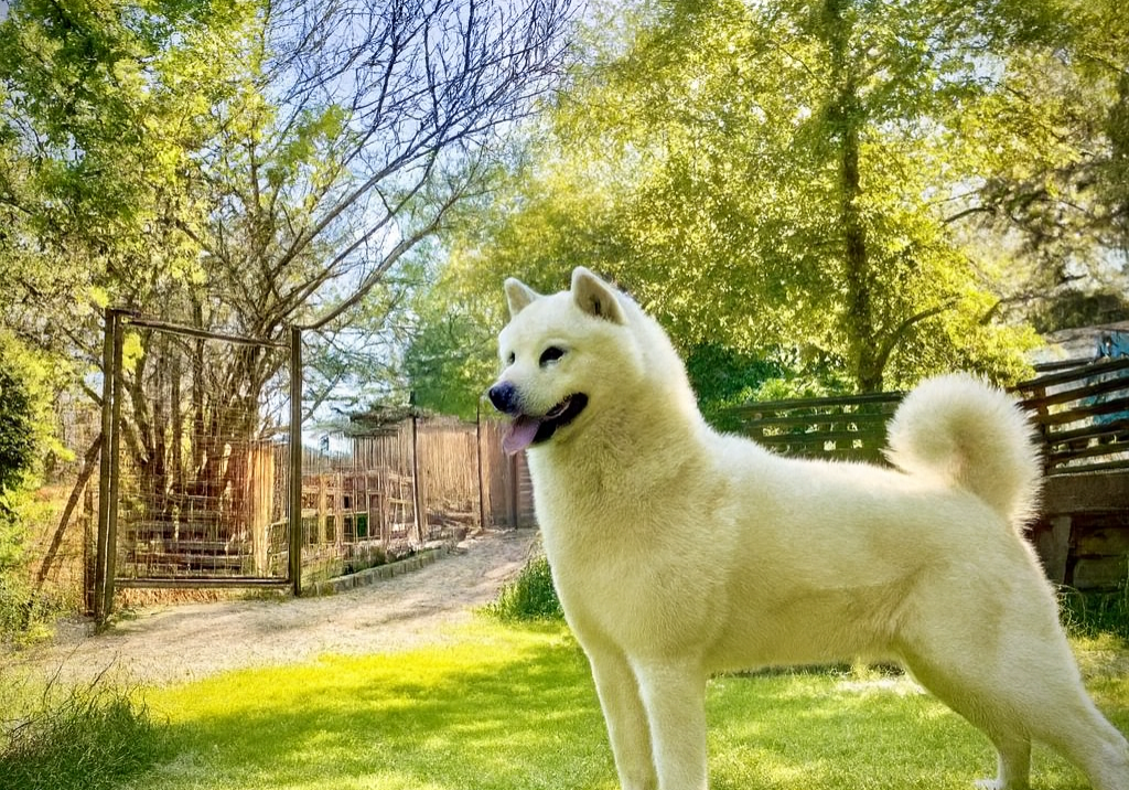 Canis lupus Spiritus Aiden- Hokkaido 2