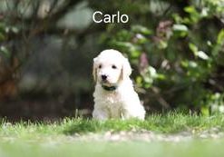 Carlo vom Weidenhof-Goldendoodle