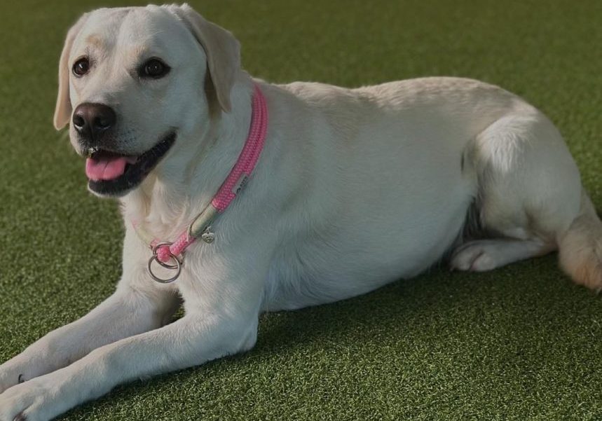 Carlotta-Friederieke vom Rabeneck-Labrador Retriever