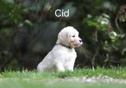 Cid vom Weidenhof-Goldendoodle