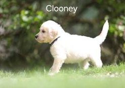 Clooney vom Weidenhof-Goldendoodle