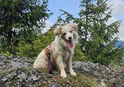 Colleen vom Haus Dachsbach-Border Collie