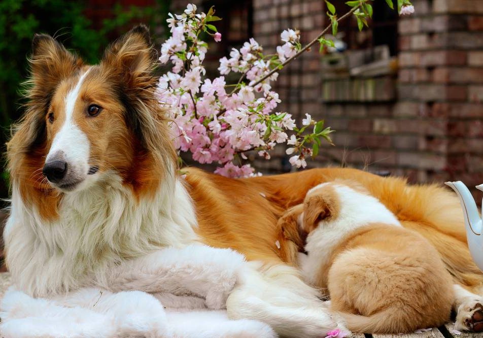 Collies__3