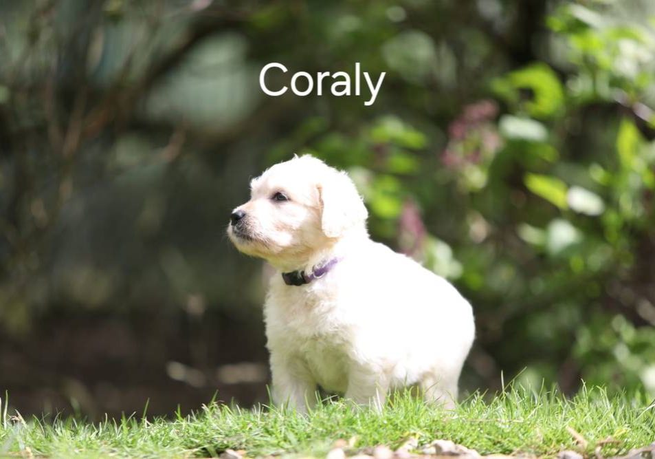 Coraly vom Weidenhof-Goldendoodle