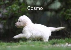 Cosmo vom Weidenhof-Goldendoodle